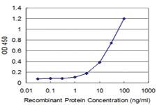 Anti-LMO3 Mouse Monoclonal Antibody [clone: 4A8]