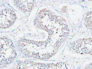 Immunohistochemical analysis of paraffin-embedded human testis using Anti-ATP2A2 Antibody