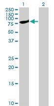 Anti-STAT1 Rabbit Polyclonal Antibody