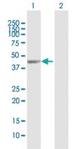 Anti-WDFY2 Mouse Polyclonal Antibody