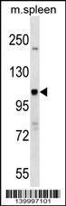 Anti-NOD1 Rabbit Polyclonal Antibody (AP (Alkaline Phosphatase))