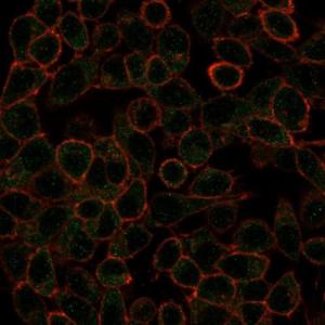 Immunofluorescent analysis of PFA fixed HeLa cells stained with Anti-IRF3 Antibody [PCRP-IRF3-1E6] followed by Goat Anti-Mouse IgG (CF&#174; 488) (Green). Counterstain is Phalloidin.