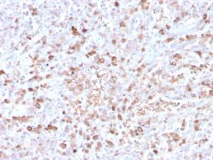 Immunohistochemical analysis of formalin-fixed, paraffin-embedded human spleen using Anti-Lambda Light Chain Antibody [LLC/3778R]