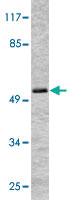 Anti-TP53 Rabbit Polyclonal Antibody