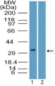 Anti-PU.1/Spi1 Rabbit Polyclonal Antibody