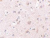 Anti-MANF Rabbit Polyclonal Antibody