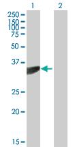 Anti-PTER Mouse Polyclonal Antibody