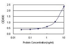 Anti-NOP16 Polyclonal Antibody Pair