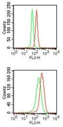 Anti-PU.1/Spi1 Rabbit Polyclonal Antibody