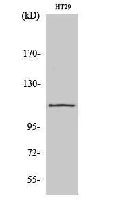 Western blot analysis of various cells using Anti-ATP2A1 Antibody