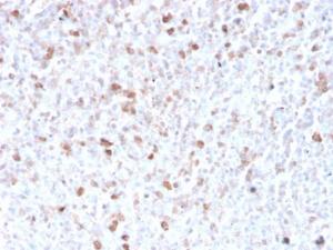 Immunohistochemical analysis of formalin-fixed, paraffin-embedded human spleen using Anti-Lambda Light Chain Antibody [LLC/3778R]