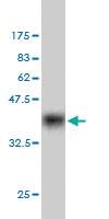 Anti-KAT7 Mouse Monoclonal Antibody [clone: 2G5]