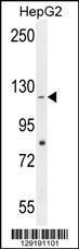 Anti-CCDC15 Rabbit Polyclonal Antibody (Biotin)