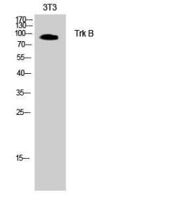 Anti-TrkB Rabbit Polyclonal Antibody