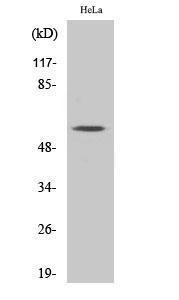 Western blot analysis of various cells using Anti-MUTYH Antibody