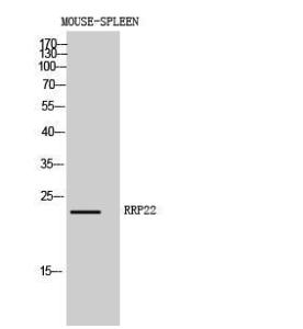 Western blot analysis of mouse spleen cells using Anti-RASL10A Antibody