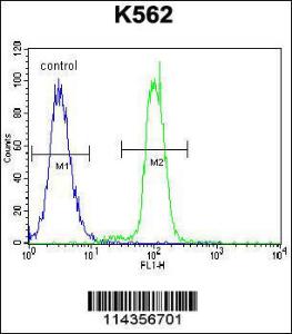 Anti-KLF4 Rabbit Polyclonal Antibody