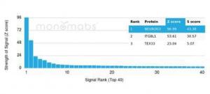 Anti-NeuroG3 Mouse Monoclonal Antibody [clone: PCRP-NEUROG3-1E10]