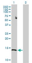 Anti-ID2H Mouse Polyclonal Antibody