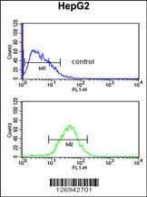 Anti-WDR43 Rabbit Polyclonal Antibody (AP (Alkaline Phosphatase))