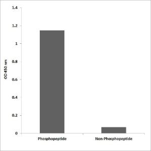 ELISA for immunogen phosphopeptide (left) and non-phosphopeptide (right) using Anti-IGF-IR (phospho Tyr980) Antibody