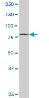 Anti-STAT1 Rabbit Polyclonal Antibody