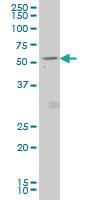 Anti-GDF7 Mouse Monoclonal Antibody [clone: 3D12]