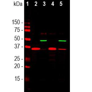 Anti-GAPDH antibody