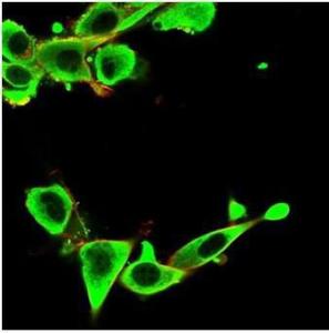 Immunofluorescent analysis of PFA-fixed U87 cells stained with Anti-IGFBP3 Antibody [IGFBP3/3424] followed by Goat Anti-Mouse IgG (CF&#174; 488) (Green). CF&#174; 640A Phalloidin (Red)