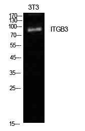 Western blot analysis of NIH 3T3 cells using Anti-ITGB3 Antibody