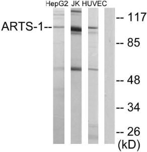 Anti-ARTS1 Rabbit Polyclonal Antibody