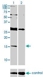 Anti-ID2H Mouse Monoclonal Antibody [clone: 3C3]