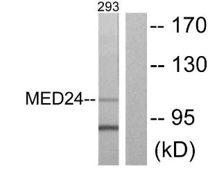 Western blot analysis of lysates from 293 cells using Anti-MED24 Antibody. The right hand lane represents a negative control, where the Antibody is blocked by the immunising peptide