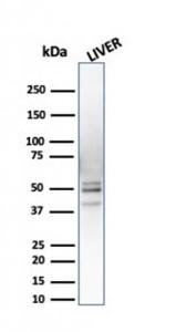 Western blot analysis of liver tissue lysate using Anti-PSMD4 Antibody [CPTC-PSMD4-3]