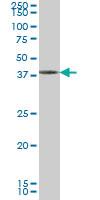 Anti-GDF7 Mouse Monoclonal Antibody [clone: 3C2]