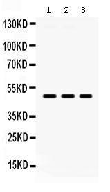 Anti-F3 Rabbit Polyclonal Antibody