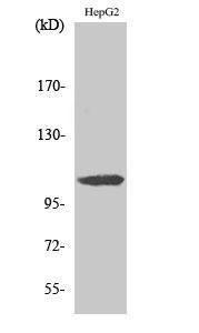 Anti-ARTS1 Rabbit Polyclonal Antibody