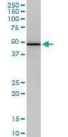 Anti-COPS2 Mouse Monoclonal Antibody [clone: 4B12]