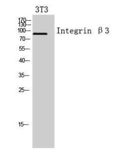 Western blot analysis of 3T3 cells using Anti-ITGB3 Antibody