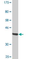 Anti-NAPL1 Mouse Monoclonal Antibody [clone: 2A9]