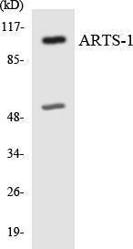 Western blot analysis of the lysates from HepG2 cells using Anti-ARTS-1 Antibody