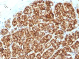 Immunohistochemical analysis of formalin-fixed, paraffin-embedded human pancreas using Anti-MAML2 Antibody [MAML2/1302]