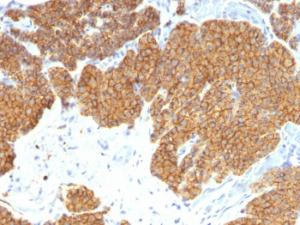 Immunohistochemical analysis of formalin-fixed, paraffin-embedded human parathyroid gland using Anti-Parathyroid Hormone Antibody [3H9]