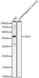 Antibody A309306-100 100 µl