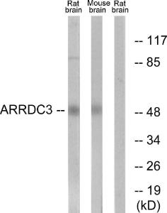 Western blot analysis of lysates from rat brain and mouse brain cells using Anti-ARRDC3 Antibody. The right hand lane represents a negative control, where the antibody is blocked by the immunising peptide