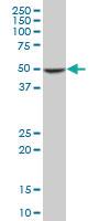 Anti-COPS2 Mouse Monoclonal Antibody [clone: 4B12]