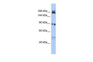 Anti-AFF2 Rabbit Polyclonal Antibody