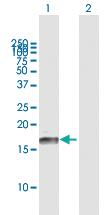 Anti-ID3 Mouse Polyclonal Antibody