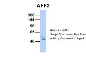 Anti-AFF2 Rabbit Polyclonal Antibody