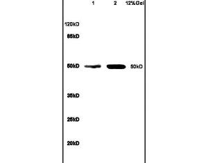 Anti-BCL3 Rabbit Polyclonal Antibody